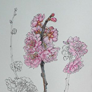 Noel Badges Pugh花卉素描