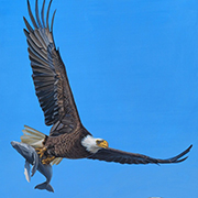 Josh Keyes - 动物的闲适世界